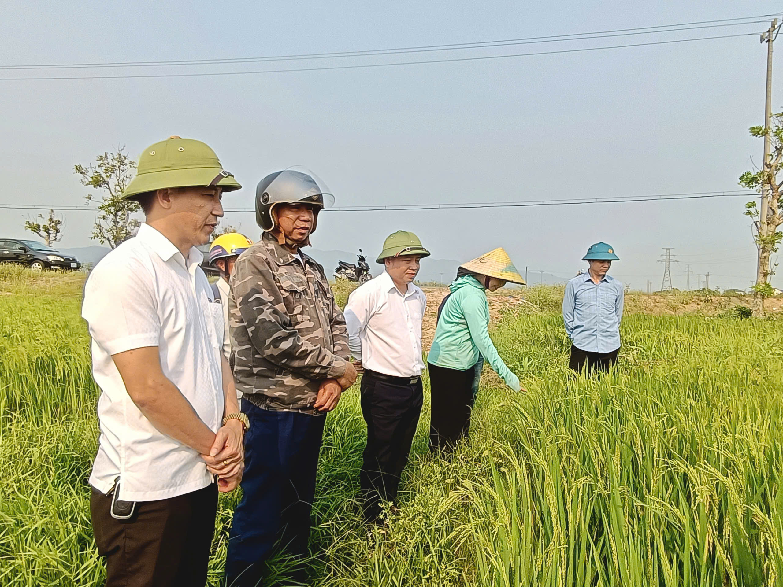 Lãnh đạo phường Nam Hồng Lĩnh kiểm tra lúa vụ Xuân năm 2026