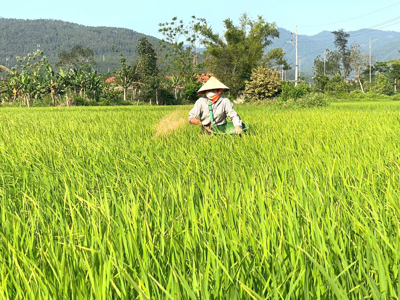 Bà con nông dân chủ động chăm sóc và phòng trừ sâu bệnh hại lúa vụ xuân 2026