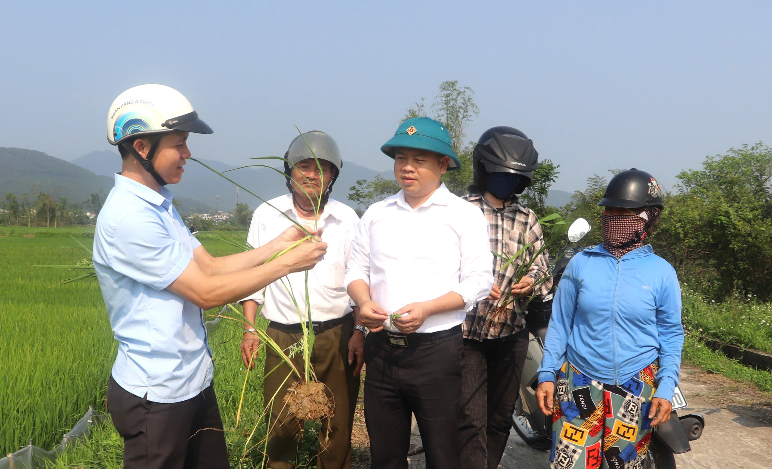 Phó Chủ tịch UBND phường Nam Hồng Lĩnh kiểm tra lúa vụ Xuân năm 2026