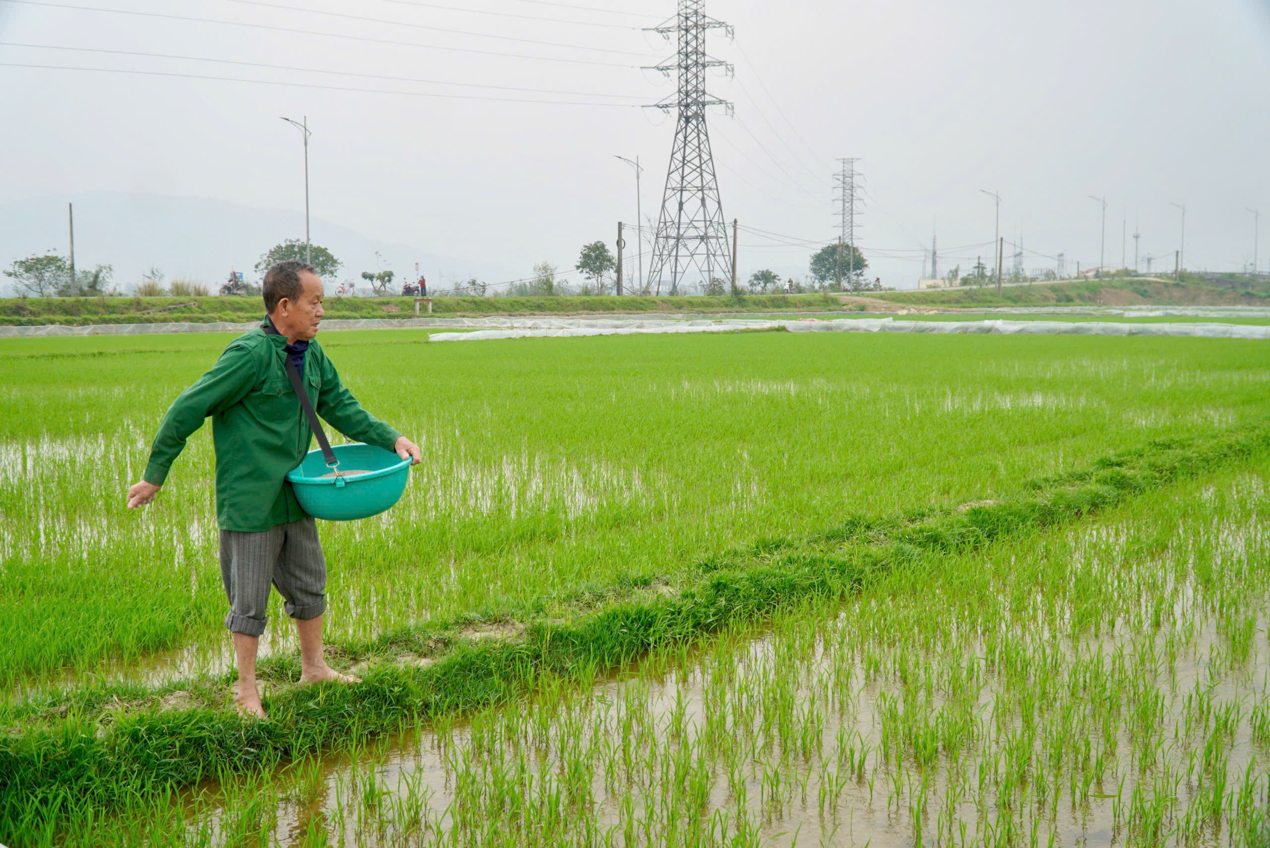 Bà con nông dân phường Nam Hồng Lĩnh  tập trung ra đồng chăm sóc lúa vụ Xuân