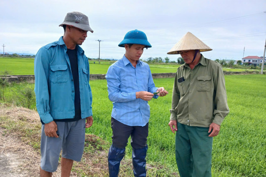 Bà con nông dân cần chủ động theo dõi, phòng trừ sâu cuốn lá gây hại lúa hè thu năm 2026