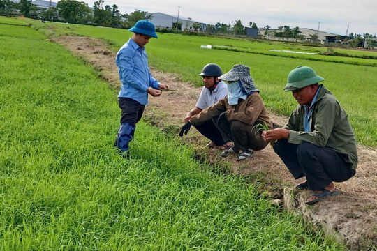 Bà con nông dân cần tăng cường kiểm tra đồng ruộng - chủ động phòng trừ sâu cuốn lá gây hại lúa hè thu năm 2026
